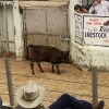 idaho_5977