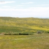 custer_4308