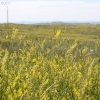 custer_4316