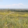 custer_4317