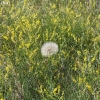 custer_4318