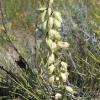 custer_4319