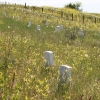 custer_4320