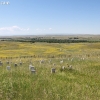 custer_4323