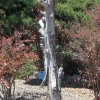 roswell_5336