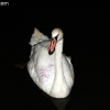 trafficdinner_2922