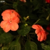 pikks_0381