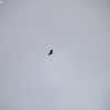 ptreyes_9137