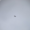 ptreyes_9139
