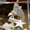 float-building_6083