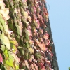 buenavista_2969