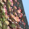 buenavista_2970