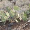 sedona_7525