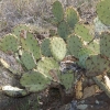 sedona_7526