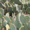 sedona_7587