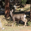 yosemite-feb23_1806