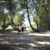 cachuma_5822