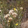 cachuma_5825