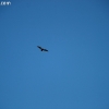 cachuma_5841