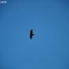cachuma_5844