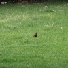 tippecanoe_6167