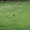 tippecanoe_6168