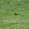 tippecanoe_6171