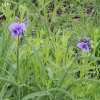 tippecanoe_6246