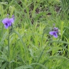 tippecanoe_6247