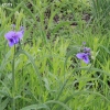 tippecanoe_6248