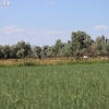 utah_6299