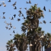 venice_7223