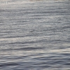 ptvicente_7770