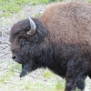 yellowstone_4790