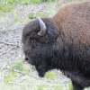 yellowstone_4791