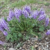 yellowstone_4809