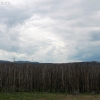 yellowstone_4813