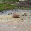 yellowstone_4868