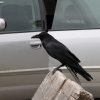yosemite_0859
