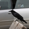 yosemite_0860
