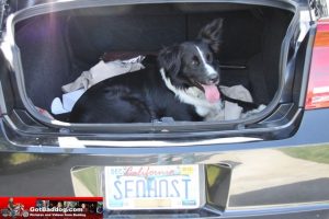 Car Go?